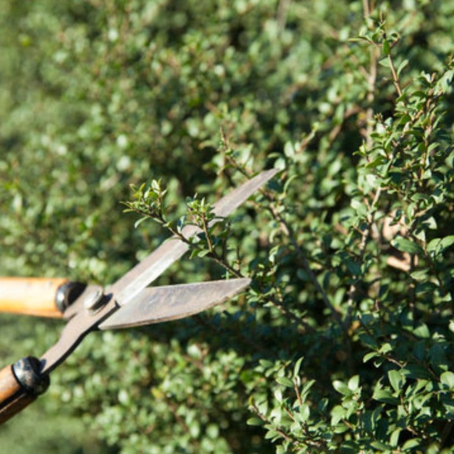 庭木剪定 半田市 | 半田市で庭木剪定ならお庭の窓口半田市
