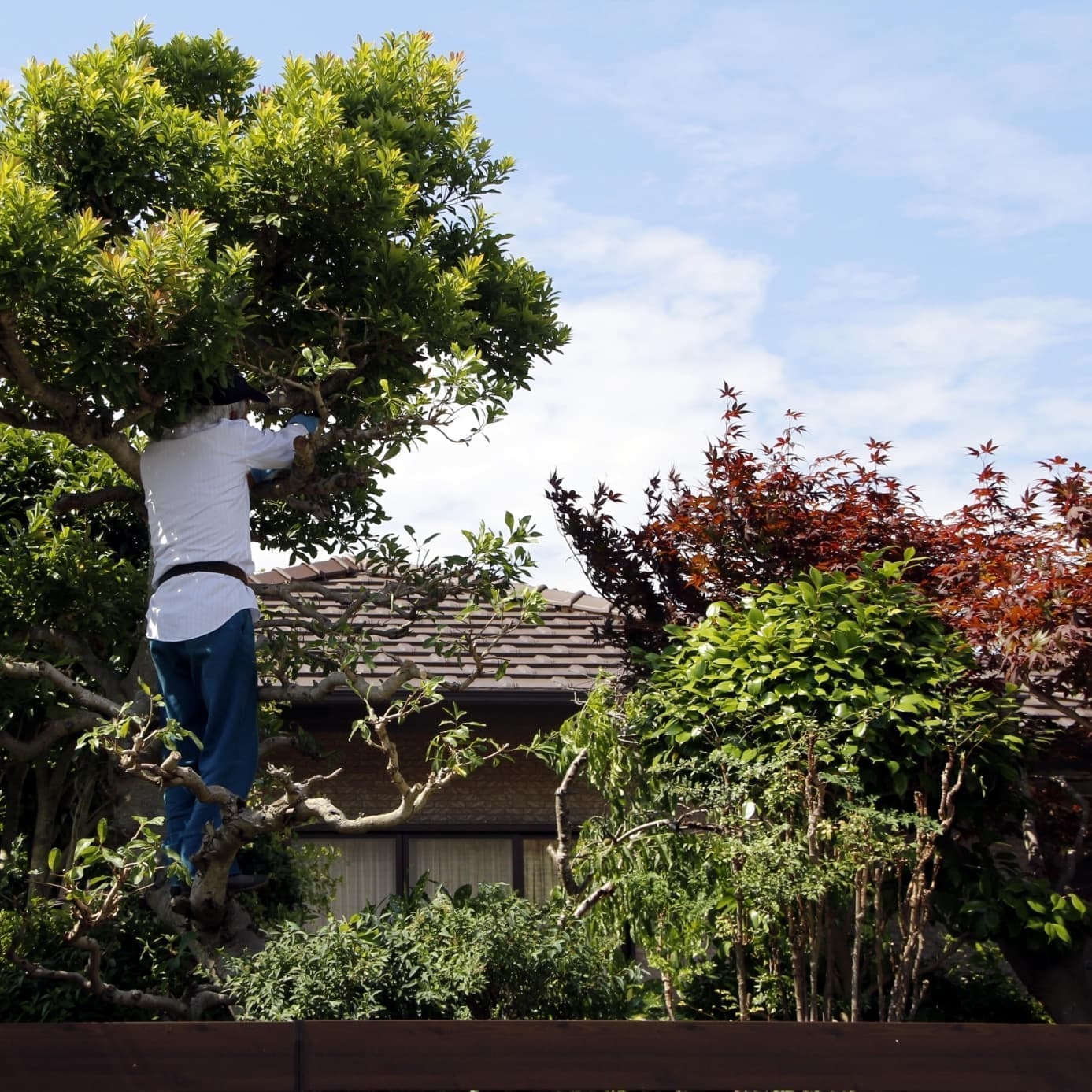庭木伐採 知多市 | 知多市で庭木伐採ならお庭の窓口知多市