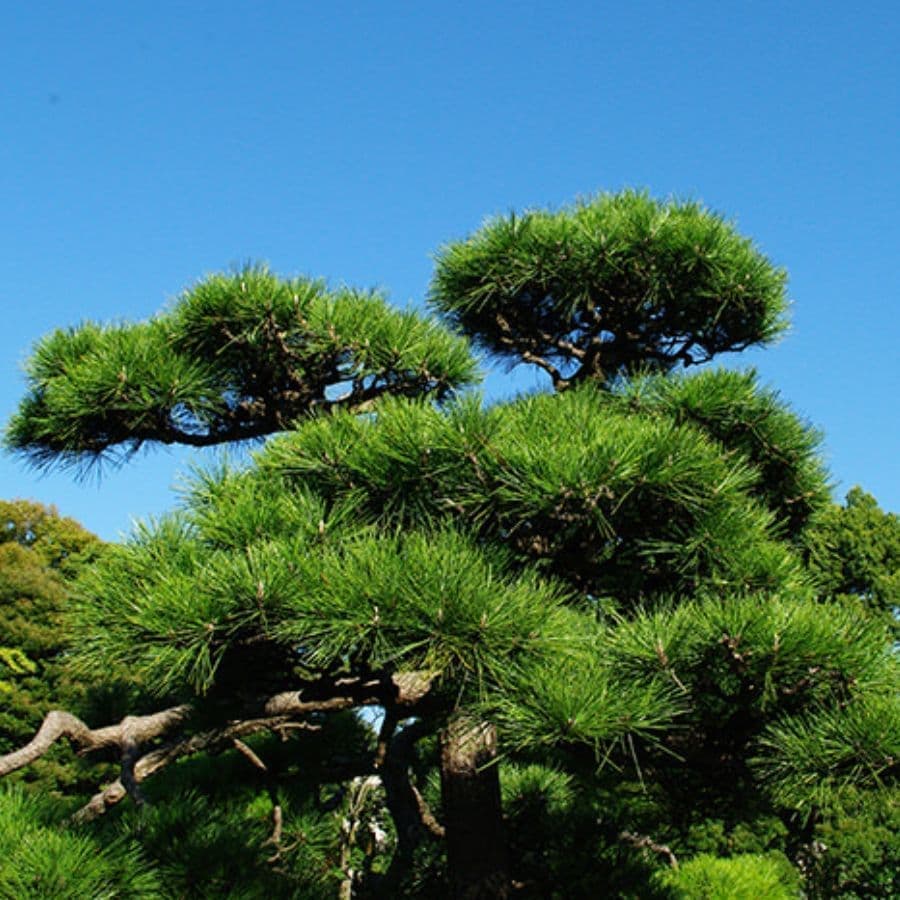 松の木剪定・伐採 半田市 | 半田市で松の木剪定・伐採ならお庭の窓口半田市