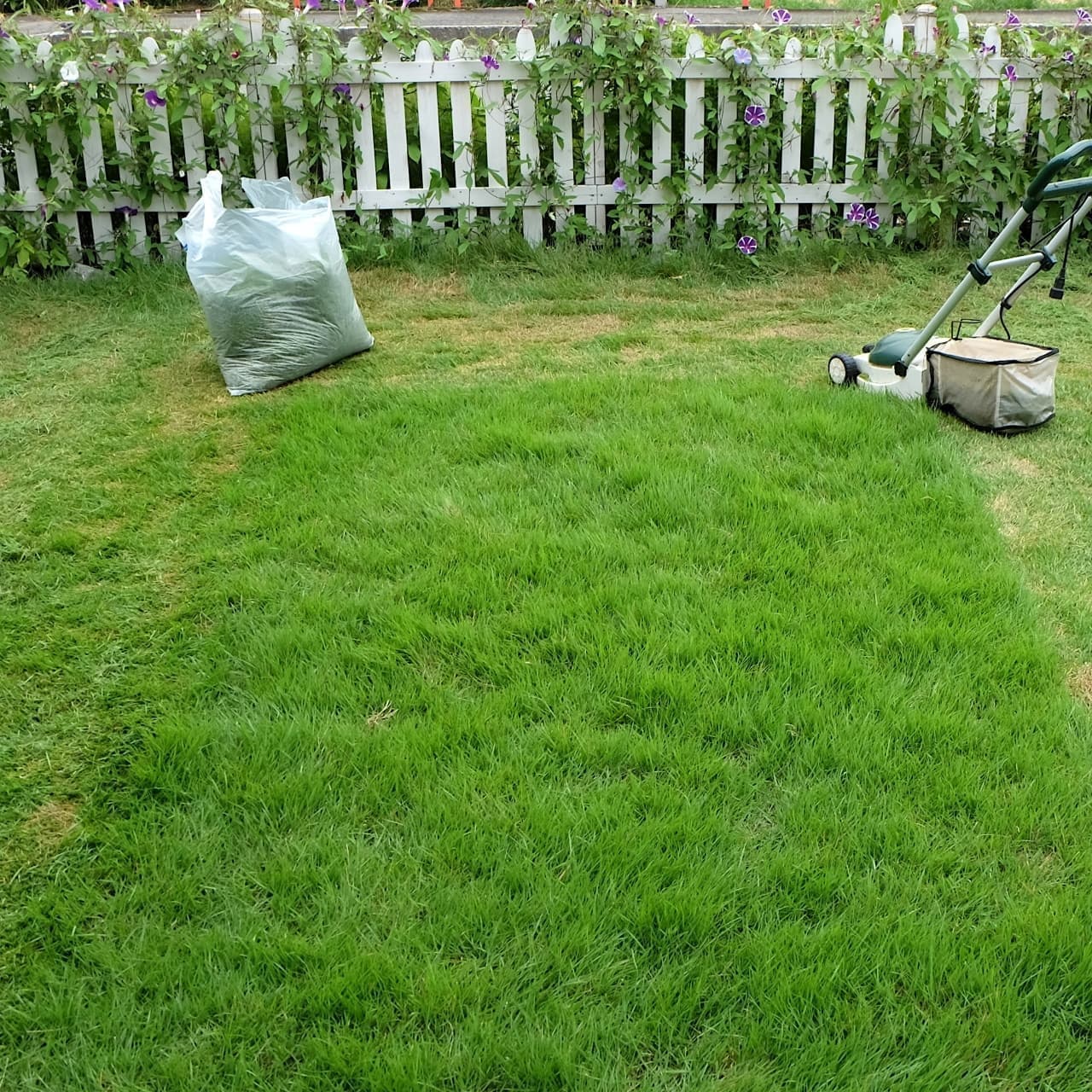 芝生の手入れ 半田市 | 半田市で芝生の手入れならお庭の窓口半田市