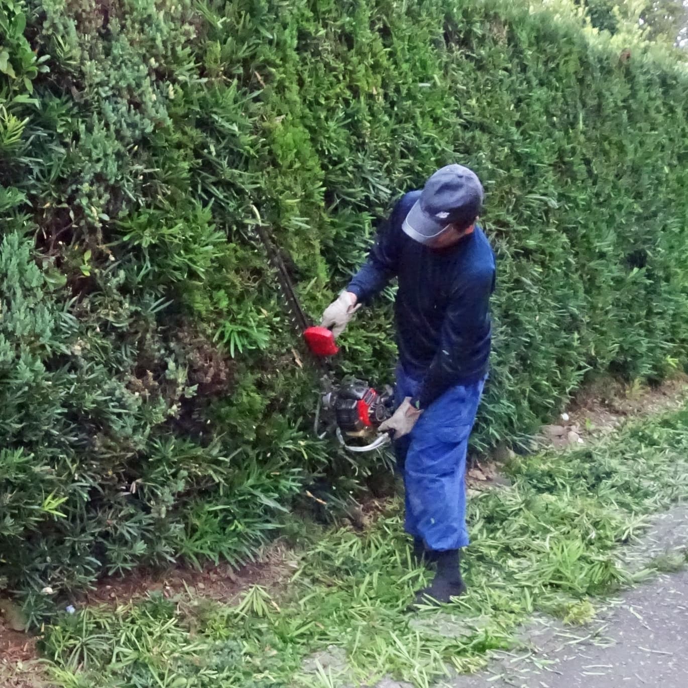 生垣剪定 半田市 | 半田市で生垣剪定ならお庭の窓口半田市