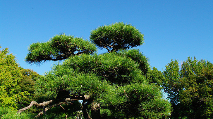 工事完成 | 半田市で庭木の剪定・伐採ならお庭の窓口半田市