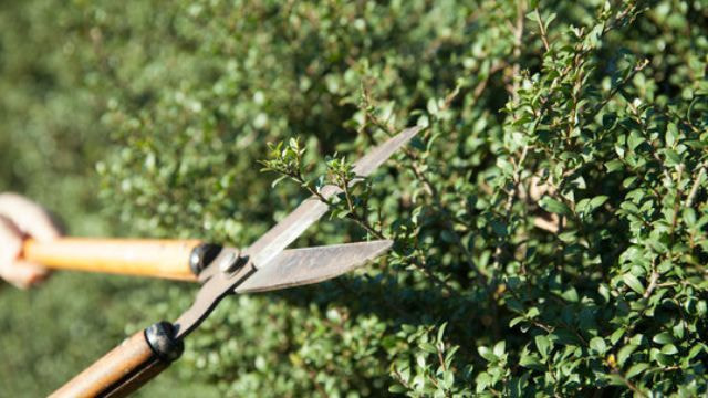 庭木剪定 半田市 | 半田市で庭木剪定ならお庭の窓口半田市