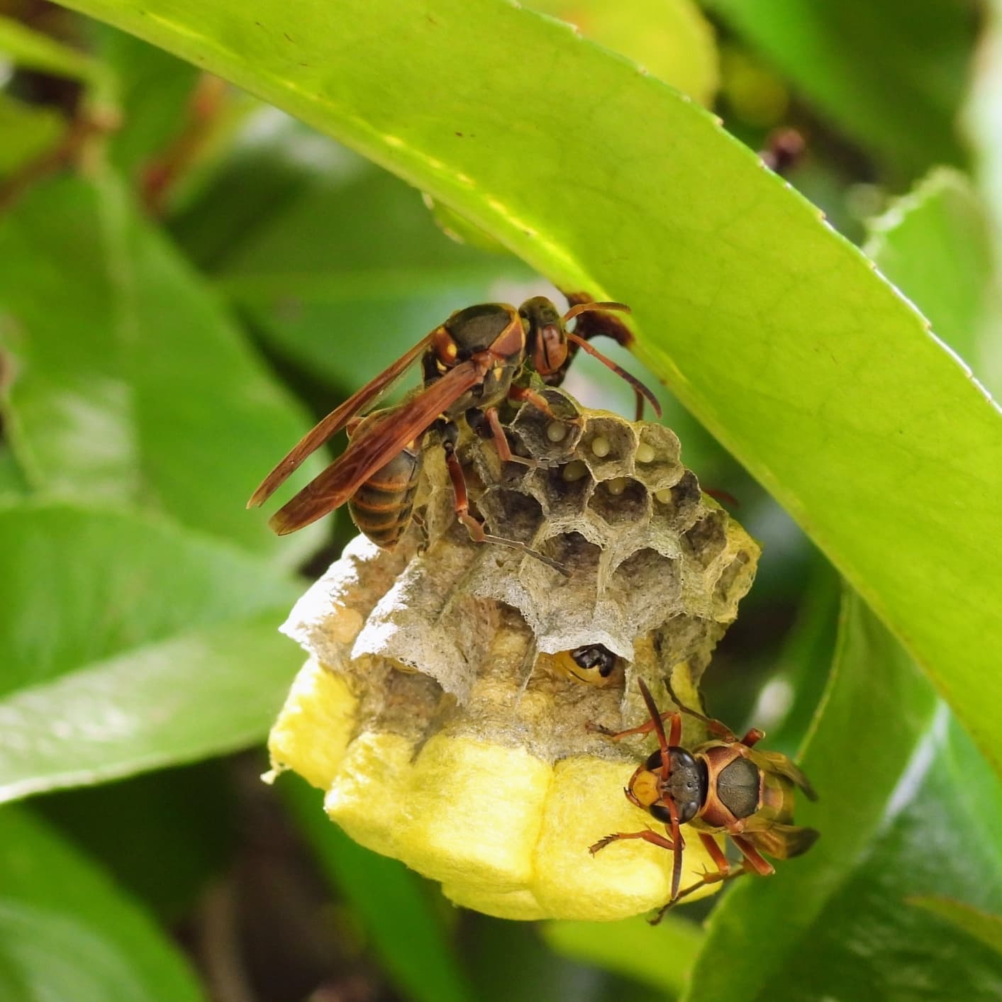 蜂の巣駆除 半田市 | 半田市で蜂の巣駆除ならお庭の窓口半田市