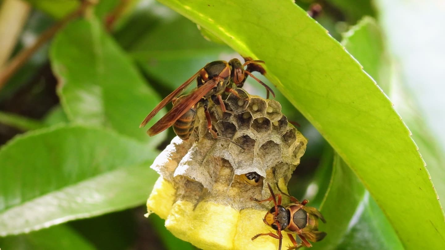 蜂の巣駆除 半田市 | 半田市で蜂の巣駆除ならお庭の窓口半田市
